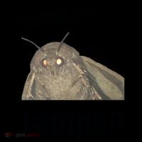 Yall Got Any Lamps Moth Meme Coffee Mug thumb 5