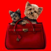 Yorki Dogs in Bag Santa Hat thumb 1