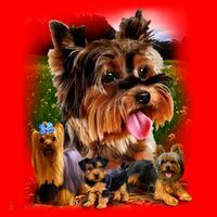 Yorkshire Terrier Santa Hat thumb 1
