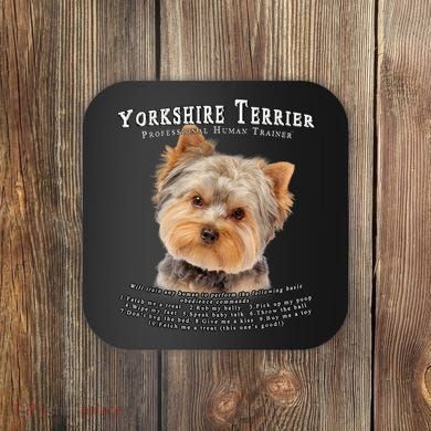 Yorkshire Terrier Yorkie Owner Lover Human Trainer Coaster