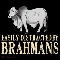 Zebu Cow Brahman Bull Cattle Mini Coaster thumb 2