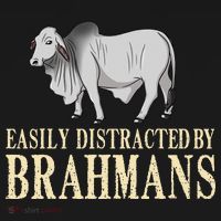 Zebu Cow Brahman Bull Cattle Mini Toddler T-Shirt thumb 4